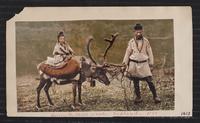 Introduction of Domesticated Reindeer into Alaska.