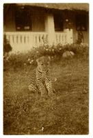 Dr. Tinsley Smith's pet leopard.