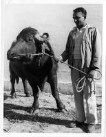 Mr. O.P. Agarwal of the Animal Husbandry Department with "Beejwallah" the buffalo.