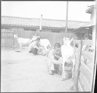 Blind children tending to livestock.