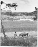 Water reservoir dam being constructed by villagers in Korea, ca. 1964.