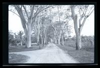 Dirt road in Bethesda, Suriname Leper Colony.