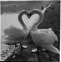 Swan's way to say Happy Valentine.