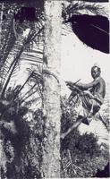 Mukuba climbing palm tree.