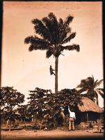 Climbing palm tree - Ldaie.