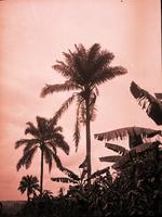 Palm Trees.