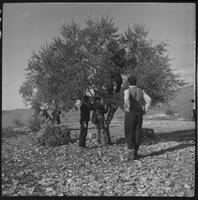 Teachers show students how to prune an olive tree, Jibrail Rural Fellowship Center