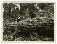 Bucking a Douglas fir in a Portland, Oregon, lumber camp.