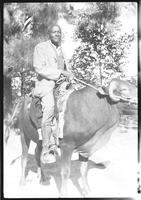 Man riding an ox.